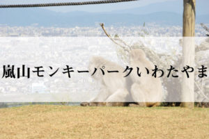 嵐山モンキーパークいわたやま