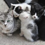 京都市の猫の避妊手術の助成金について調べてみました