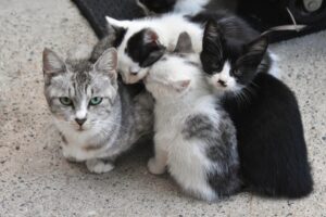京都市の猫の避妊手術の助成金について調べてみました