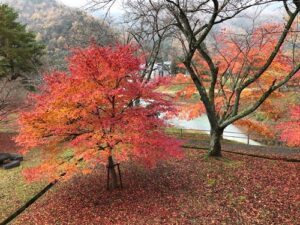 美山町の大野ダムもみじ祭りとかやぶきのさと